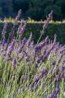 Gordes-Vaucluse-Provence-Alpes-Cote dAzur-France Lavender at the Senanque Abbey in Provence Art Print